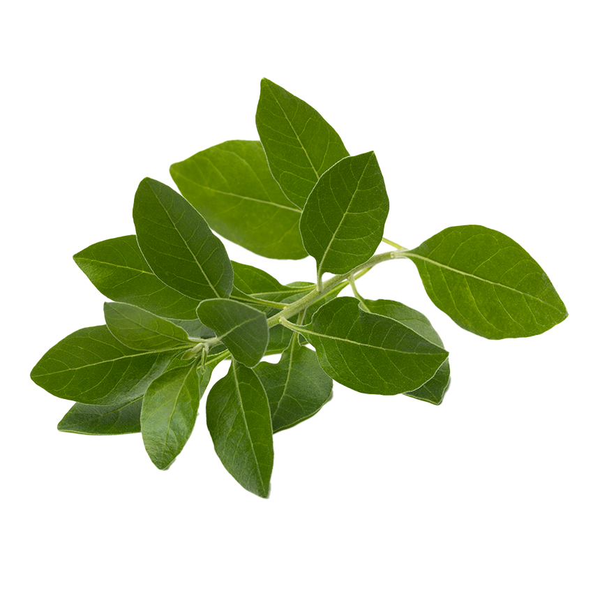 ASHWAGANDHA Gummies