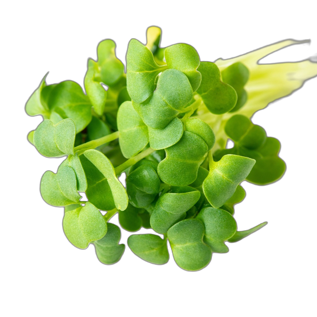 SUN & FREE Radicals protect