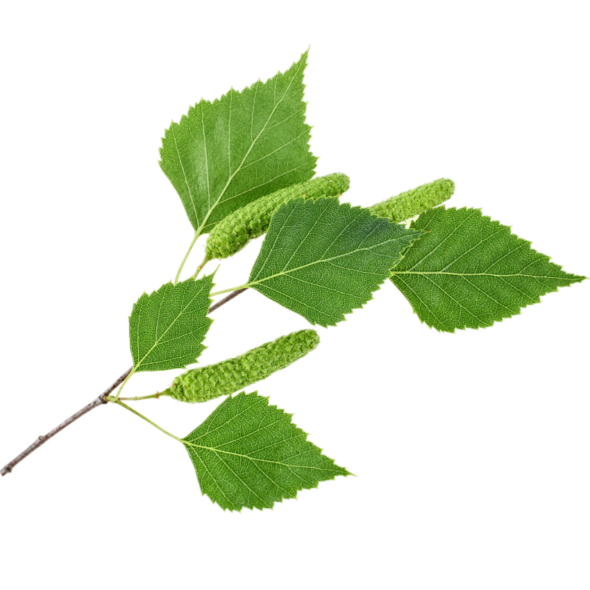 2x GREEN TEA Šampon