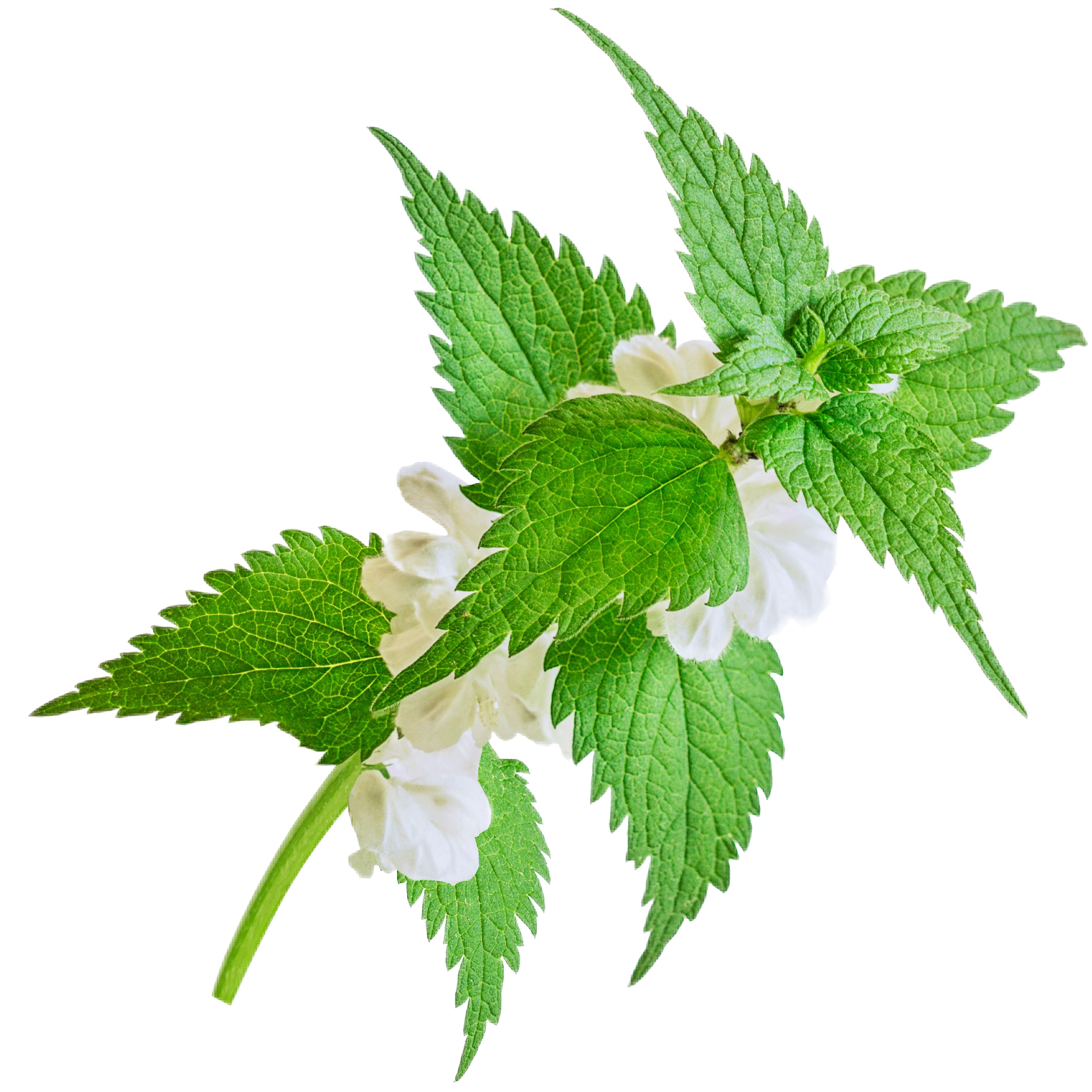 2x GREEN TEA Šampon