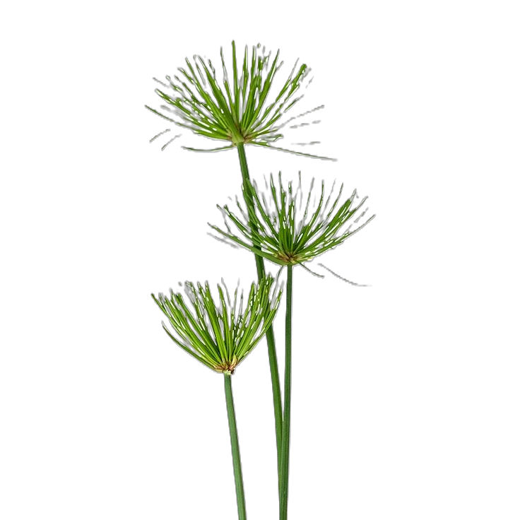 SANDALWOOD VIOLET LEATHER Sprchový gel