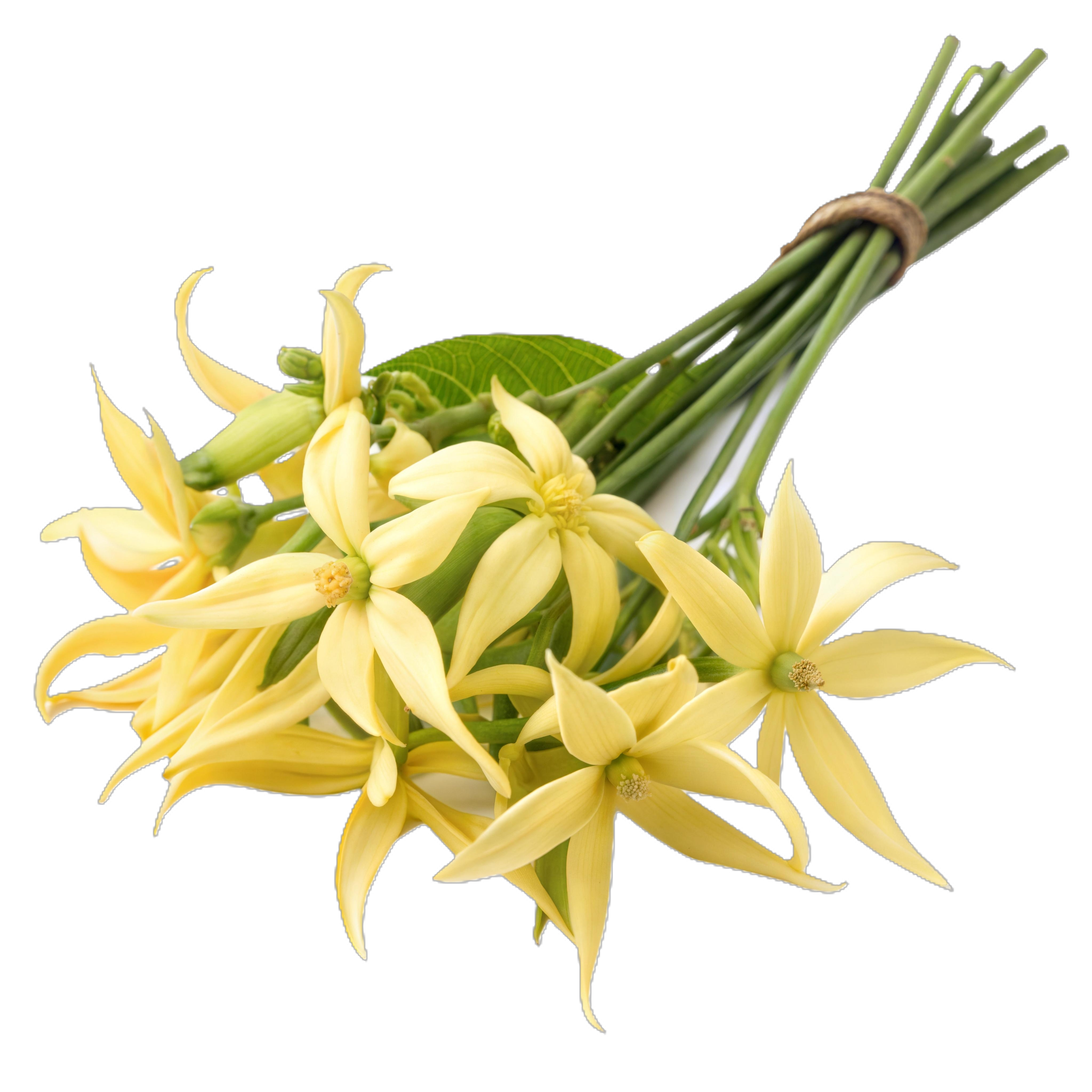 VANILLA ORCHID ALMOND AMBER Parfém