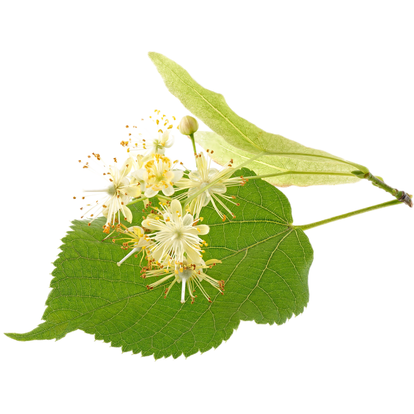 2x GREEN TEA Šampon