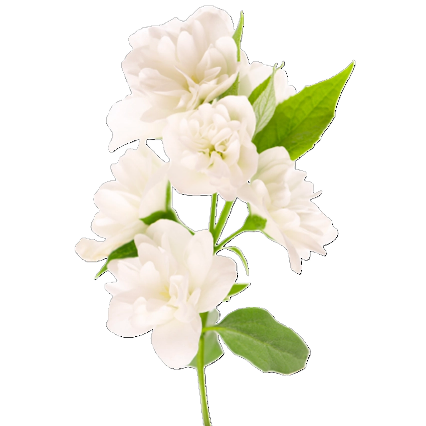 SAFFRON JASMINE AMBER Dárková kazeta