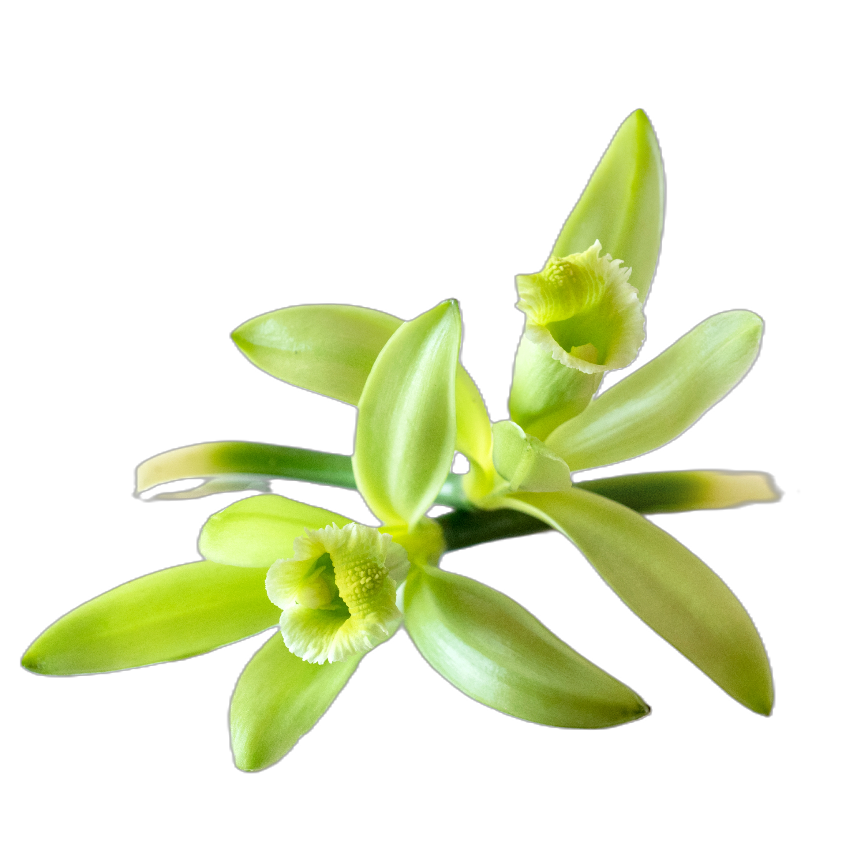 VANILLA ORCHID ALMOND AMBER Parfém