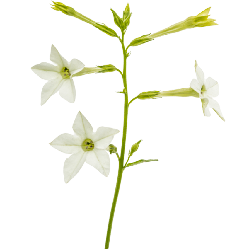 PLUM TOBACCO BLOSSOM TONKA BEAN Parfém