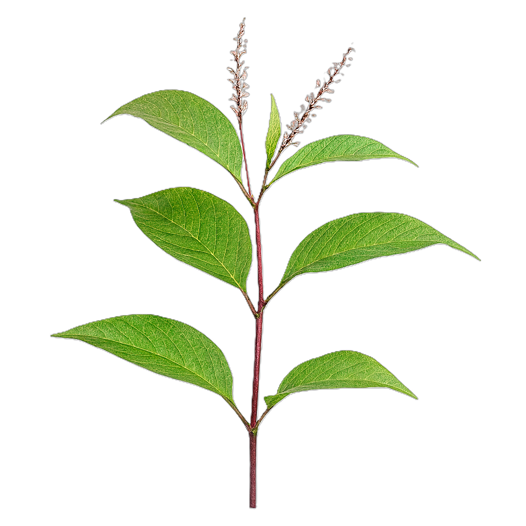 LONGEVITY NAD+ BOOSTER Doplněk stravy