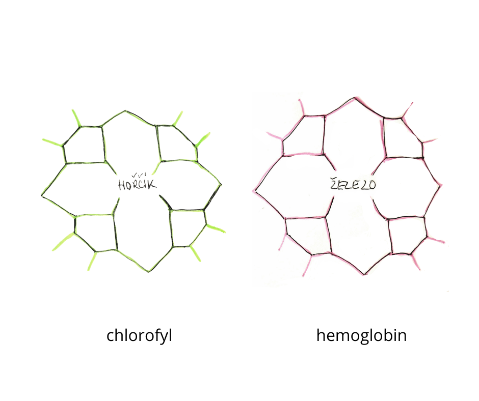 Chlorofyl - poklad, který ukrývá Chlorella