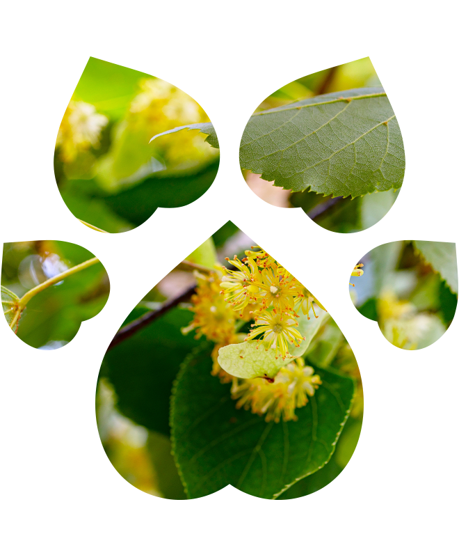 Šampon pro psy – šetrný | 250 ml