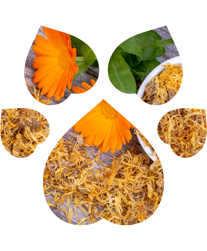 Šampon pro štěňata – extra šetrný | 250 ml