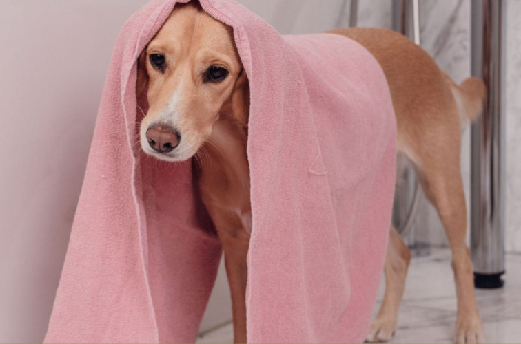 Šampon pro štěňata – extra šetrný | 250 ml