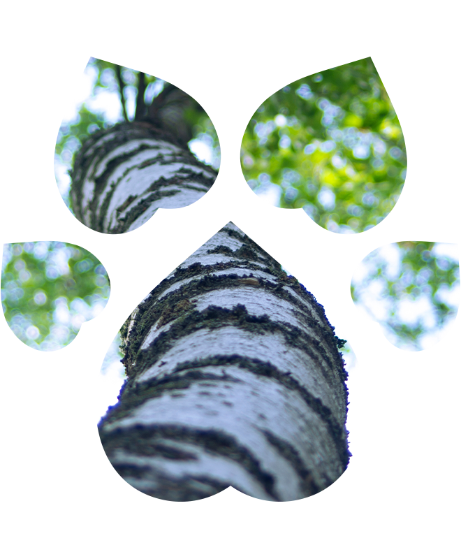 Šampon pro psy – šetrný | 250 ml