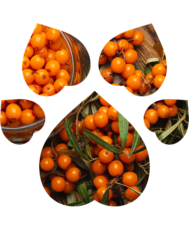 Šampon pro psy pro lesklou srst | 250 ml