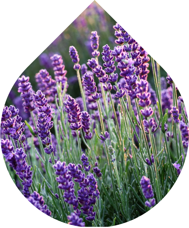 Hyaluronové sérum Intense 30 ml REFORMULACE