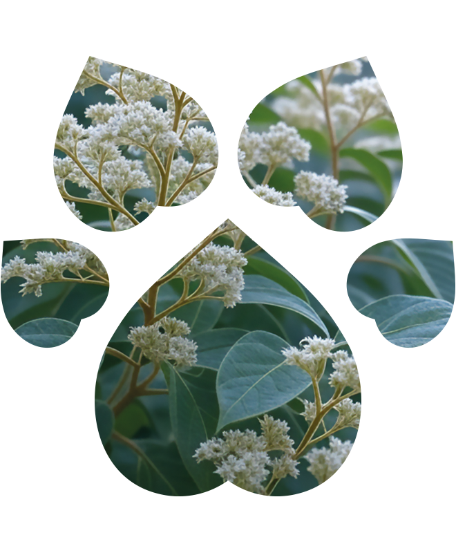 Čistič očního okolí pro psy a kočky | 100 ml