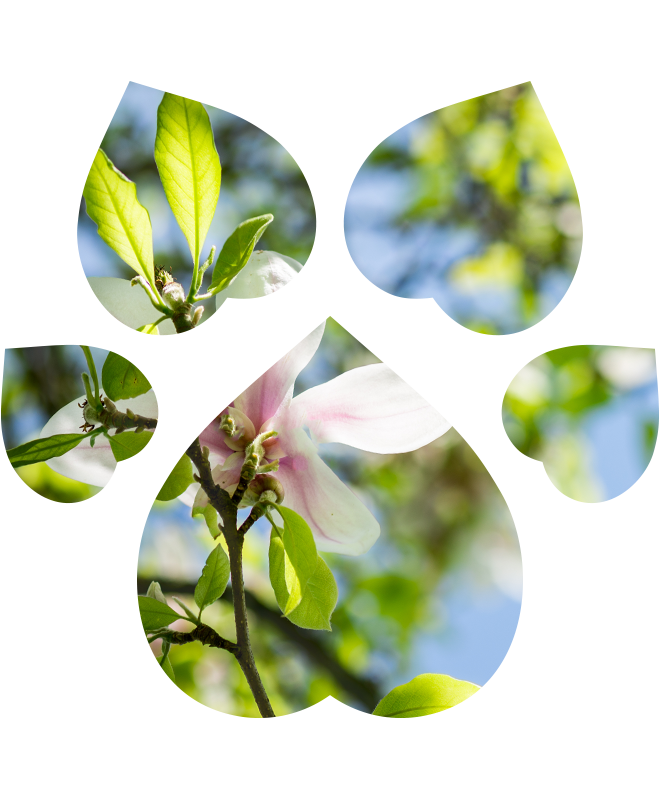 Zubní pasta pro psy a kočky | 50 ml