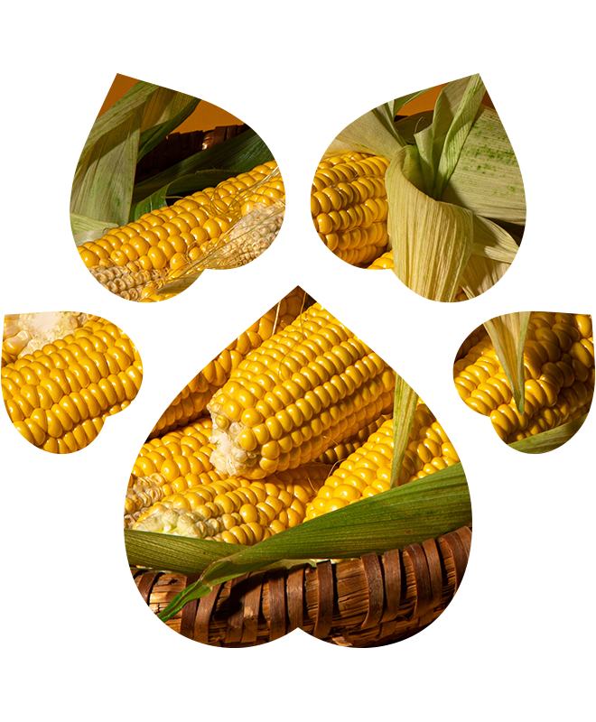 Bezoplachový kondicionér pro psy a kočky | 200 ml