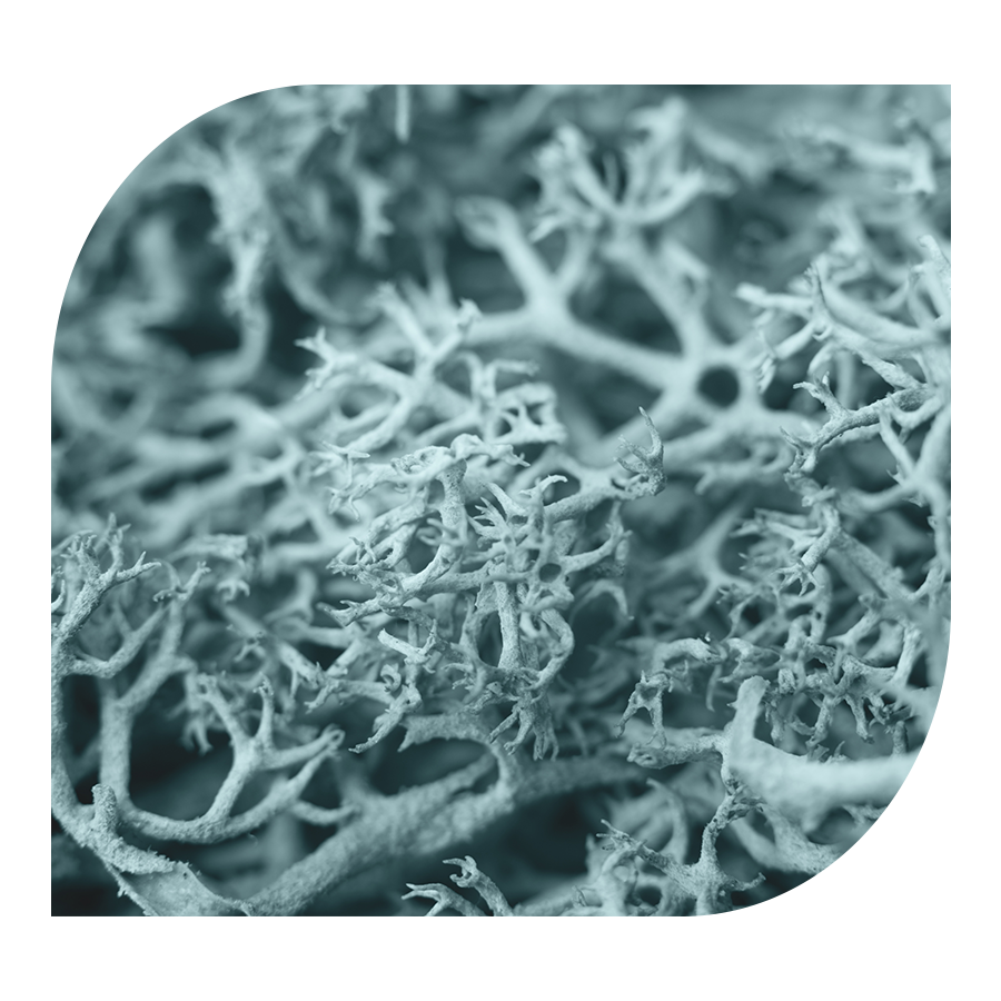 Kids omega & multivitamin Gummies YOBELI | 60 bonbónů