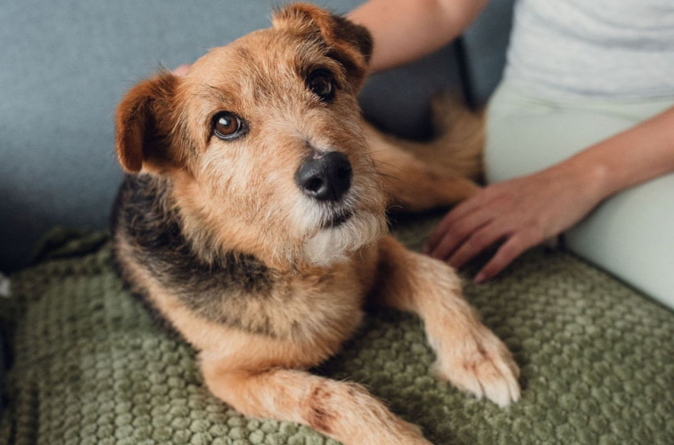 Šampon pro psy proti zápachu | 250 ml