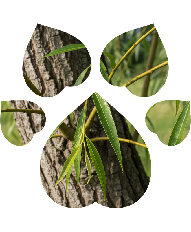 Zubní pasta pro psy a kočky | 50 ml