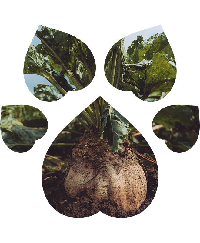 Bezoplachový kondicionér pro psy a kočky | 200 ml