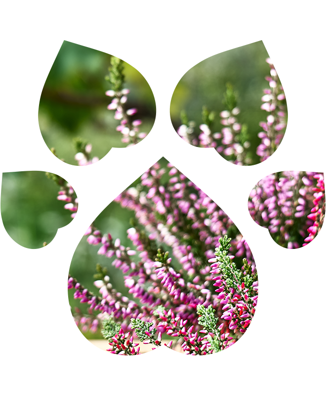 Čistič očního okolí pro psy a kočky | 100 ml