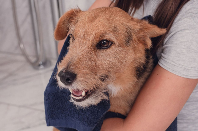 Šampon pro psy pro lesklou srst | 250 ml