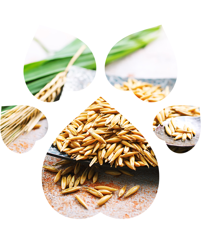 Šampon pro štěňata – extra šetrný | 250 ml