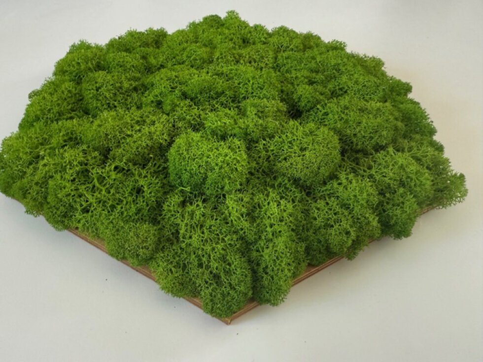 Dekorativní obklad na stěnu, Mech, Hexagon
