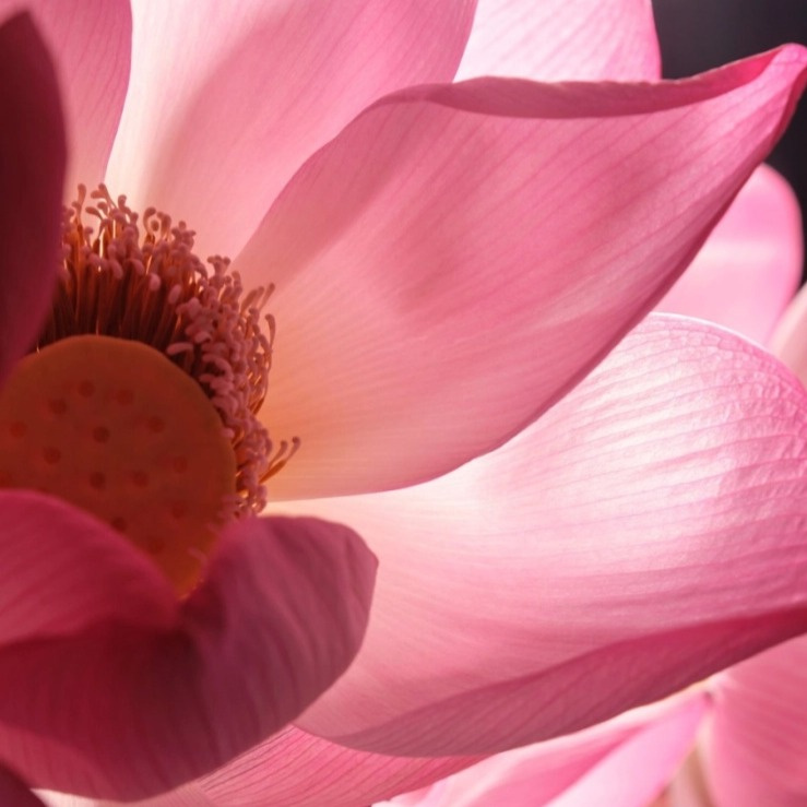 Khadi Hydrating Body Oil Pink Lotus Beauty – přírodní hydratační tělový a pleťový olej 100 ml