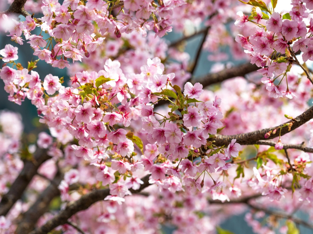 Krizová esence pastilky Energie rostlin