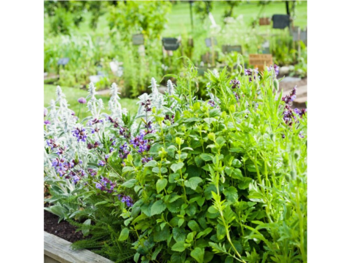 Kapky Flavo-lymf Neobotanics