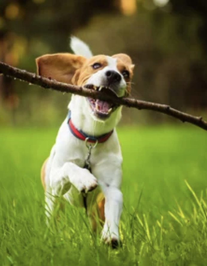 Probiotika pro psy - probiONE DOG