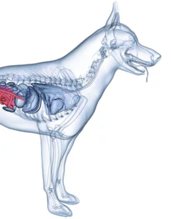 Probiotika pro psy - probiONE DOG